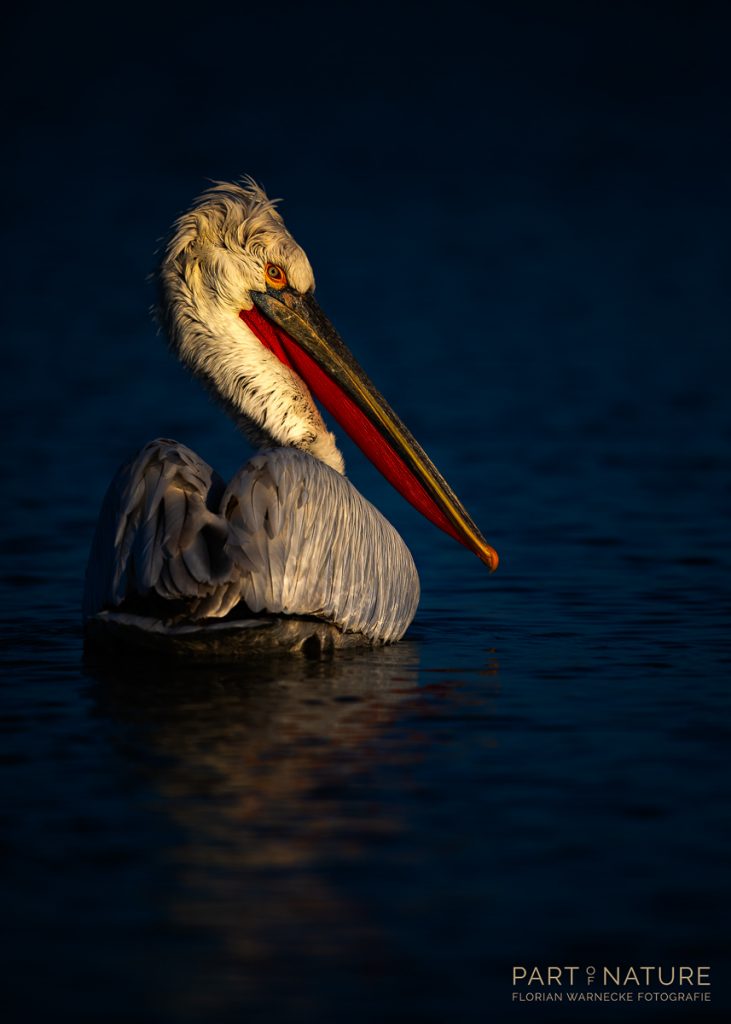 PELIKAN IM ABENDLICHT